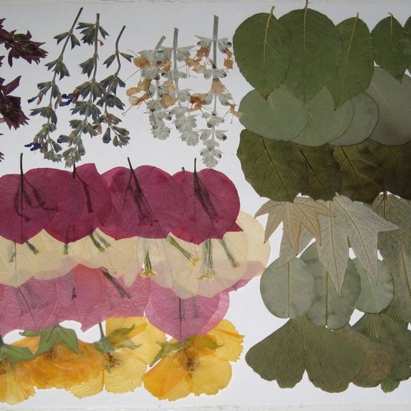 60 PCS Variety Pressed Flowers Leaves Leaf Hairy Indian Mallow Sage Bougainville - Picture 5 of 6